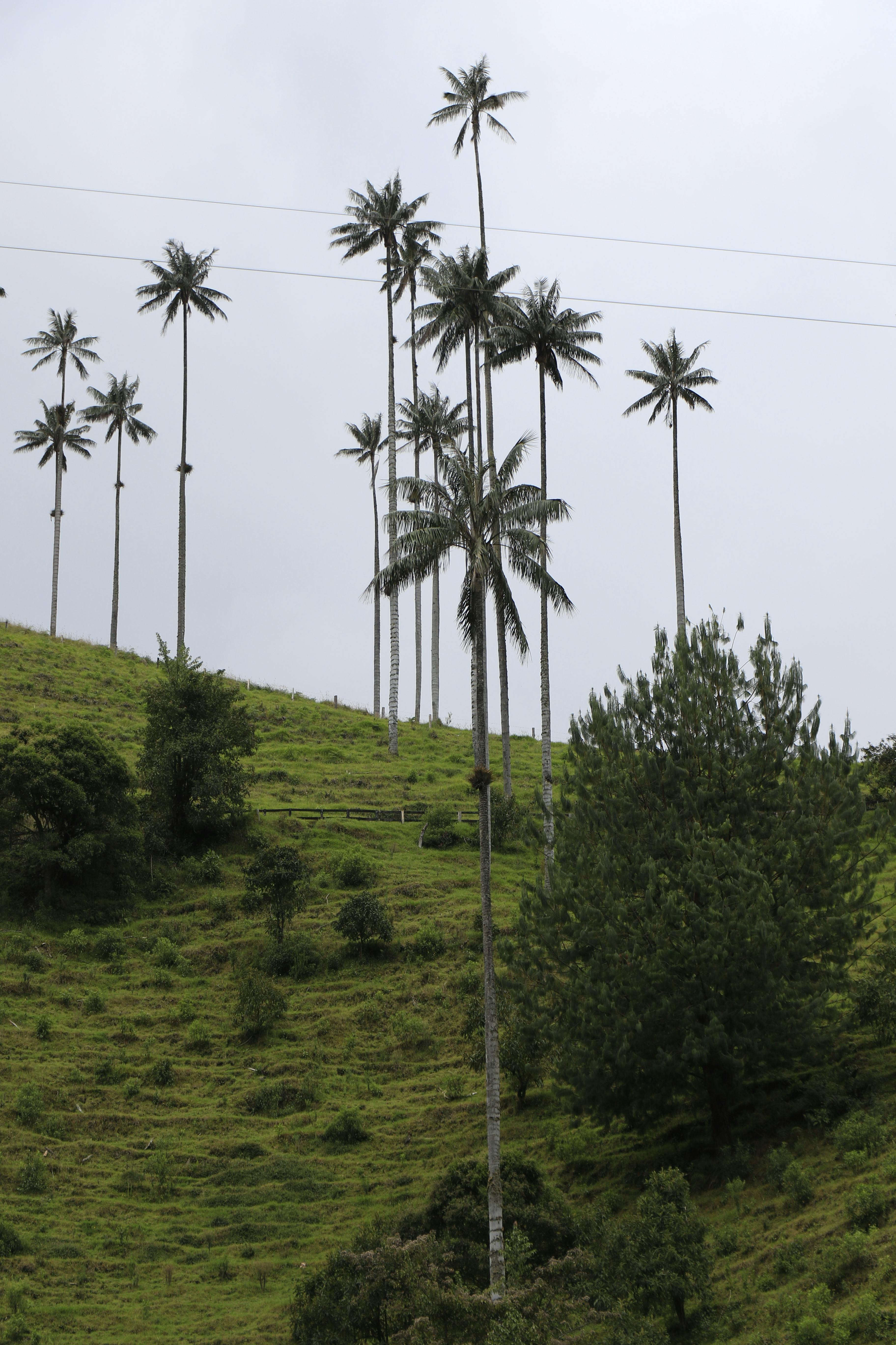 Valle de Cocora - Destino