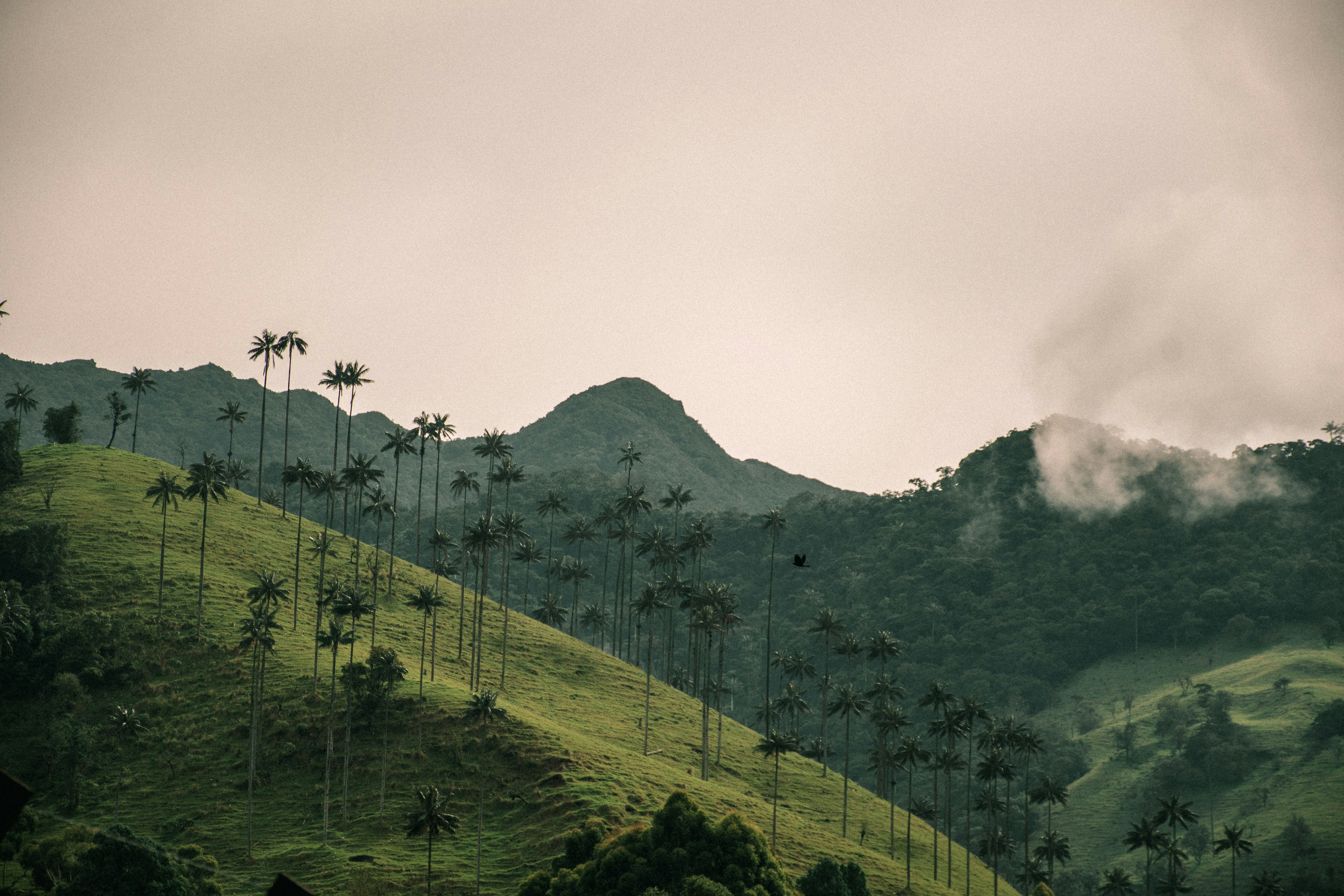 Valle de Cocora - Cultura